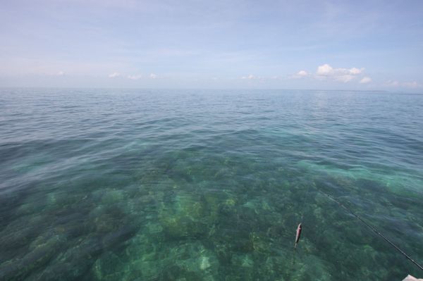 Researchers’ new marine park theory